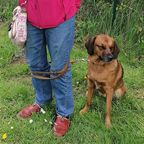 Leinenführigkeit02-600px