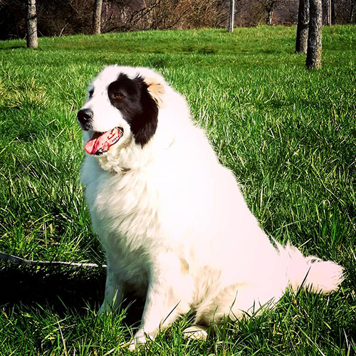 behappy-kayuh-auf-wiese